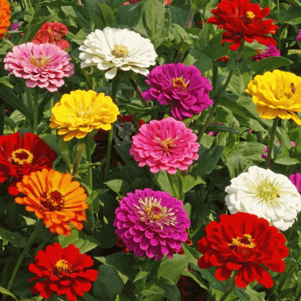 Zinnia Seeds - California Giant Mix - Multi-Color Rainbow Flowers - Zinnia elegans - Summer Blooming, Butterfly Attracting