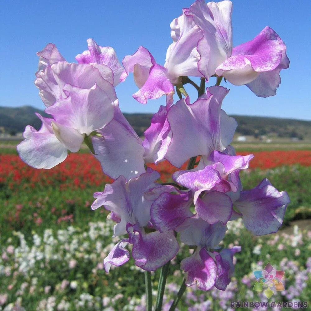 Lilac Ripple Sweet Pea Seeds - 50 Pack Climbing Vine for Garden Planting Lathyrus odoratus, Lilac Bloom, Easy to Grow