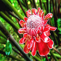 Red Torch Ginger Seeds – Tropical Flower Plant, Rare Etlingera elatior, 10 Seeds for Garden & Pot Cultivation