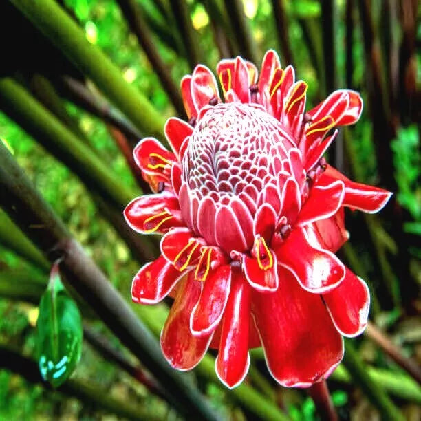 Red Torch Ginger Seeds – Tropical Flower Plant, Rare Etlingera elatior, 10 Seeds for Garden & Pot Cultivation