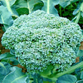Organic Heirloom Broccoli Seeds - Green Sprouting Brassica oleracea var. italica, Cool Season Vegetable Garden, Non-GMO, 301+ Seeds