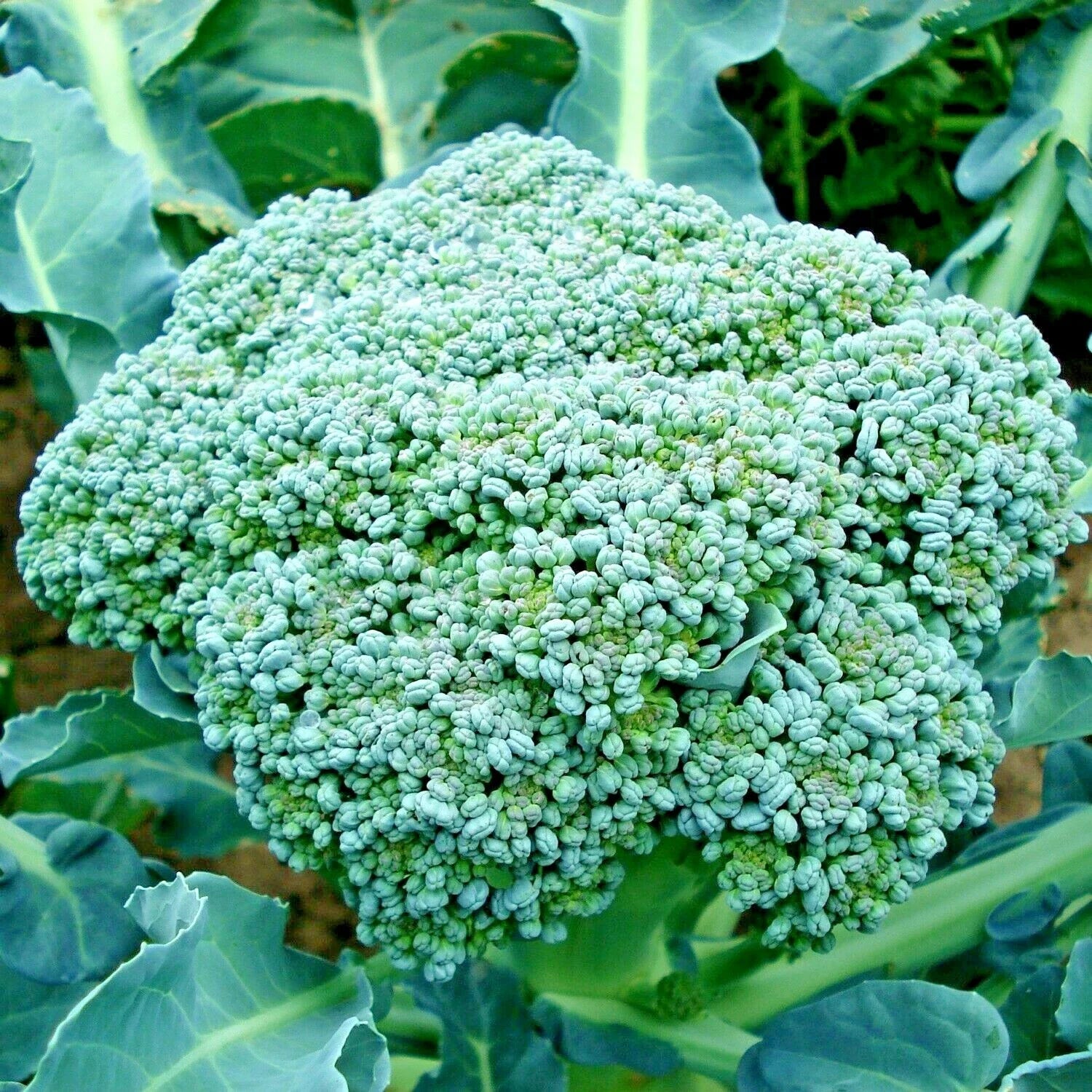 Organic Heirloom Broccoli Seeds - Green Sprouting Brassica oleracea var. italica, Cool Season Vegetable Garden, Non-GMO, 301+ Seeds