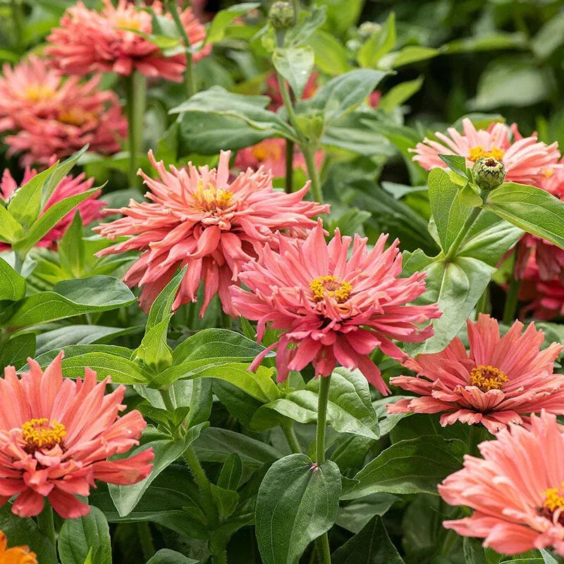 Senorita Zinnia Seeds Pack of 100+ | Colorful Garden Flowers | Zinnia elegans | Easy to Grow, Butterfly Attracting