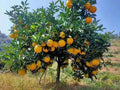 Sweet Orange Tree Seeds - 23 Pack Citrus sinensis Fruit-Bearing Seeds for Home Gardening, Non-GMO, Heirloom, Indoor & Outdoor Planting