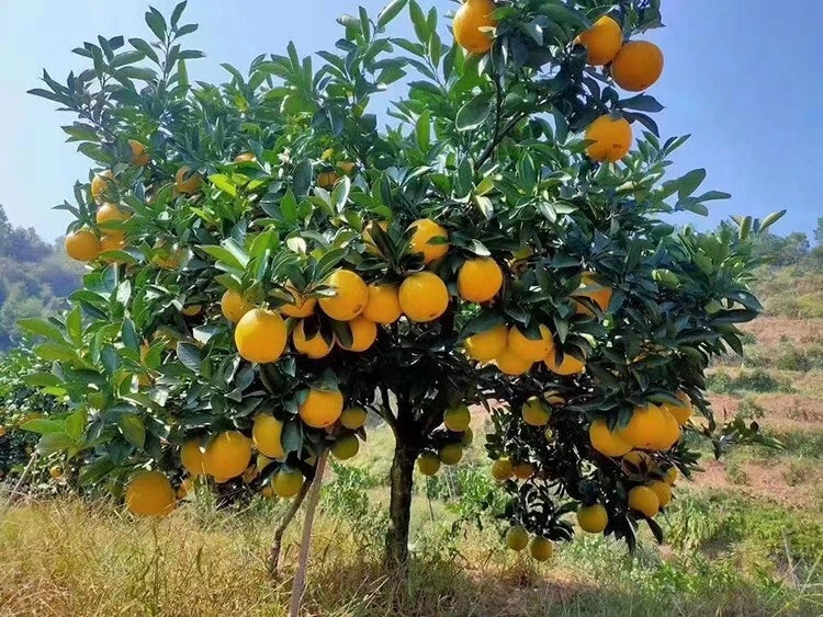 Sweet Orange Tree Seeds - 23 Pack Citrus sinensis Fruit-Bearing Seeds for Home Gardening, Non-GMO, Heirloom, Indoor & Outdoor Planting
