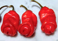 Peter Red Chili Pepper Plant - Fresh Capsicum annuum, Spicy Variety, Compact Bush, Ideal for Cooking & Gardening