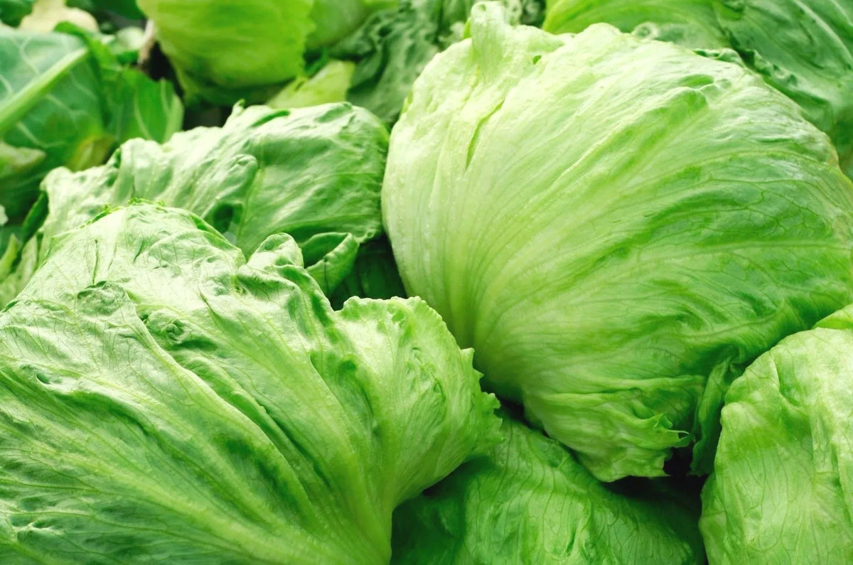 Iceberg Lettuce Seeds - Crisphead Variety, NON-GMO, Garden Salad, Lactuca sativa, Compact Growth