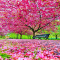 Japanese Sakura Cherry Blossom Tree Seeds - Prunus sargentii Ornamental Flowering Seeds for Garden, Park, Landscaping