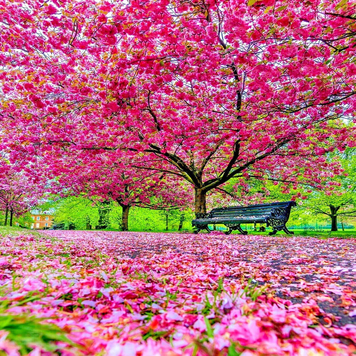Japanese Sakura Cherry Blossom Tree Seeds - Prunus sargentii Ornamental Flowering Seeds for Garden, Park, Landscaping