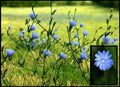 Wild Chicory Live Bare Root Plant, Perennial, Blue Flowers, Cichorium intybus for Butterflies & Pollinators