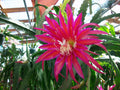 Epiphyllum Orchid Cactus Cutting - Shimmer Variety - Vibrant Indoor Tropical Plant