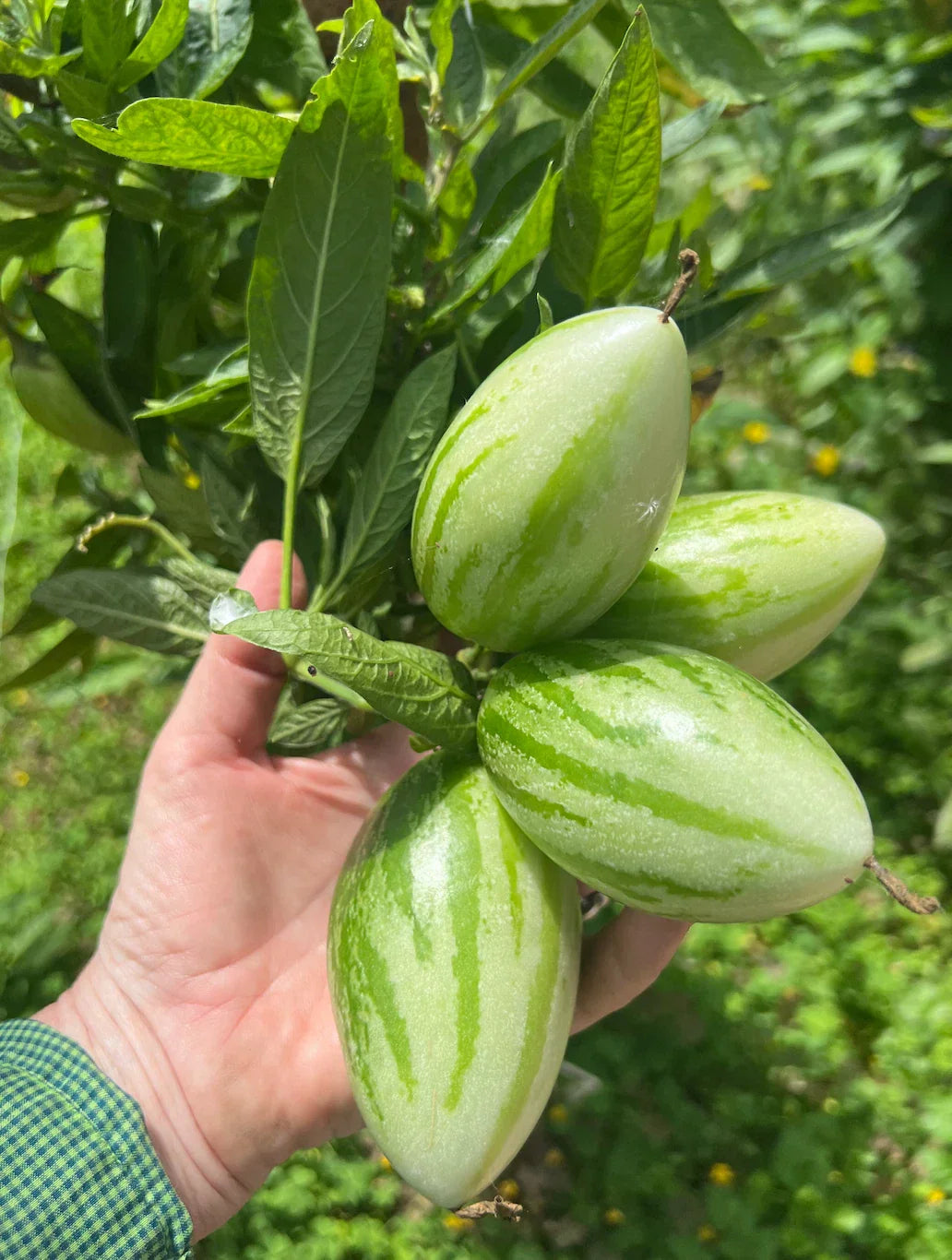 Kendall's Gold Pepino Melon Cuttings - 6 Plant Starters - Solanum muricatum Edible Fruit Plants for Garden, Container, or Indoor Growing