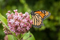 Organic Milkweed Seeds - 100 Pack of Asclepias syriaca for Butterfly Gardens, Wildcrafted Herb, Pollinator Attractant
