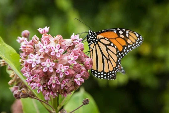 Organic Milkweed Seeds - 100 Pack of Asclepias syriaca for Butterfly Gardens, Wildcrafted Herb, Pollinator Attractant