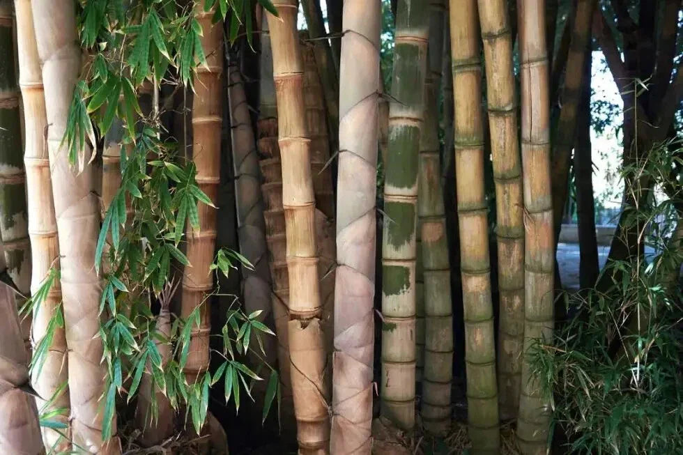 Bamboo Seeds - Clumping Privacy Screen Plants - Dendrocalamus Strictus for Garden, Shade, and Borders