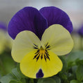 Viola Seeds 50 Pack - Lemon Yellow Flowering Plant for Garden & Container - Viola × wittrockiana