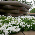 Snowflake Creeping Phlox Seeds - 100+ Pack, Ground Cover, Phlox subulata, White Flowers, Easy to Grow, Pollinator Attractant, USA Grown
