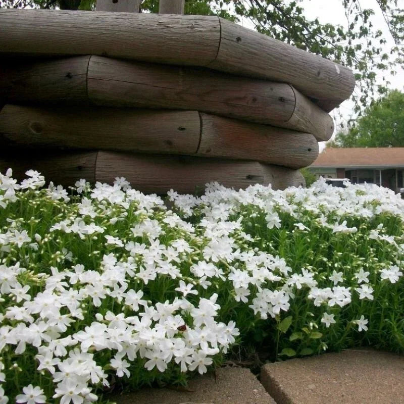 Snowflake Creeping Phlox Seeds - 100+ Pack, Ground Cover, Phlox subulata, White Flowers, Easy to Grow, Pollinator Attractant, USA Grown