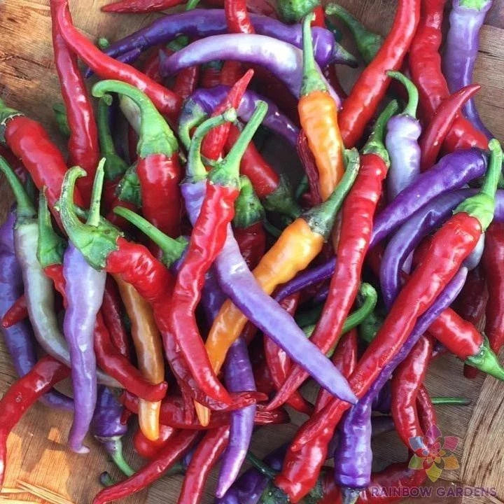 Buena Mulata Sweet Pepper Seeds - 25+ Pack, Capsicum annuum, Garden Planting, Full Sun, Non-GMO, USA Grown