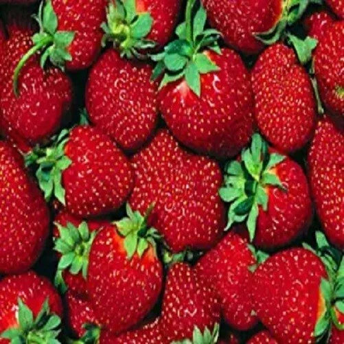 Everbearer Strawberry Plants - 10 Bare Root Ft. Laramie Variety - Fragaria × ananassa - Sweet, Juicy, Disease-Resistant