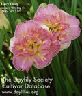 Daylily Plant - Lacy Doily Pink Double Rebloomer - Hemerocallis 'Lacy Doily' Live Plant