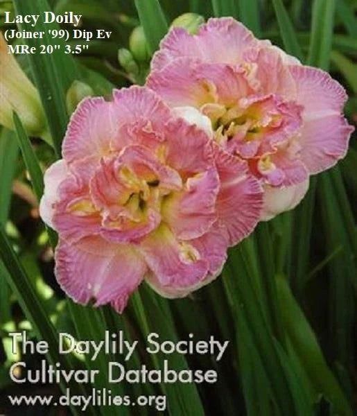 Daylily Plant - Lacy Doily Pink Double Rebloomer - Hemerocallis 'Lacy Doily' Live Plant