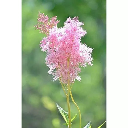 Queen of The Prairie Seeds 40 Pack - Filipendula rubra Perennial Wildflower for Pollinators