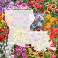 Louisiana Wildflower Seed Mix 1lb - Colorful Native Wildflower Seeds for 2000 sq ft - Bee & Butterfly Attracting Blend