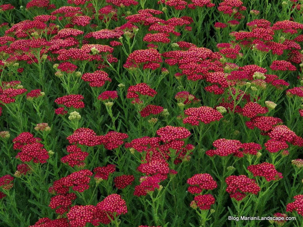 Yarrow Vintage Red Perennial Starter Plant – Achillea Millefolium – Edible Flower, Full Sun, Zones 3-8
