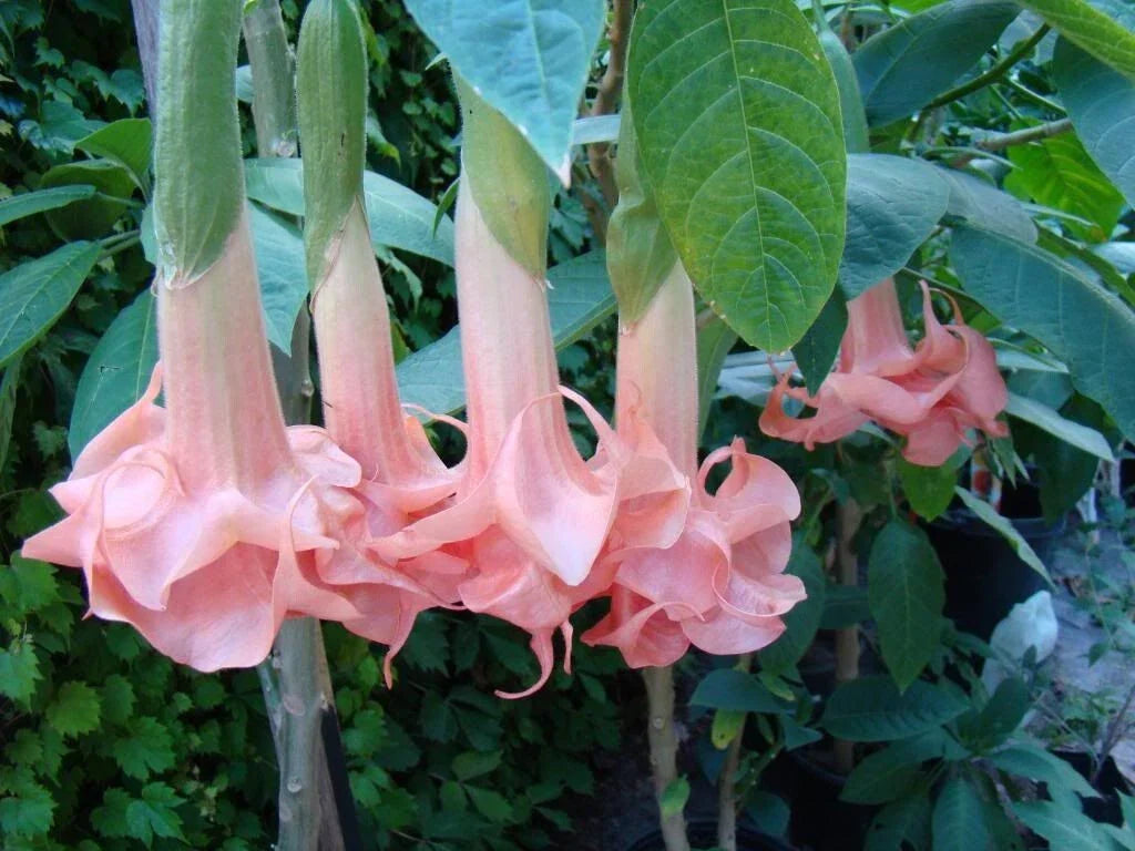 Salmon Angel Trumpet Seeds - 10 Brugmansia Datura Flower Seeds for Garden Planting