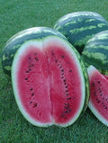 Crimson Sweet Watermelon Seeds - Heirloom Citrullus lanatus for Backyard Gardening, Juicy, Large Round Fruit, Non-GMO, Easy to Grow
