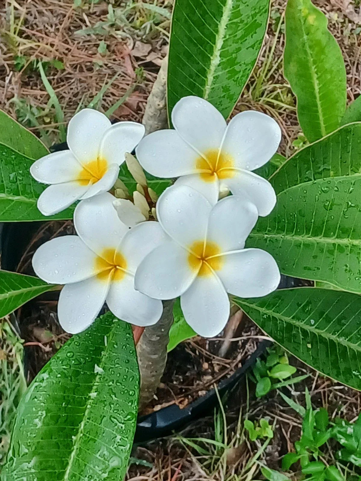 Plumeria Cuttings - Colorful Tropical Frangipani Variety - Garden, Landscaping, Flowering Plant