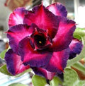 Desert Rose Seeds - Pack of 4 - Dark Purple Pink Adenium Obesum Perennial Flower for Garden & Container