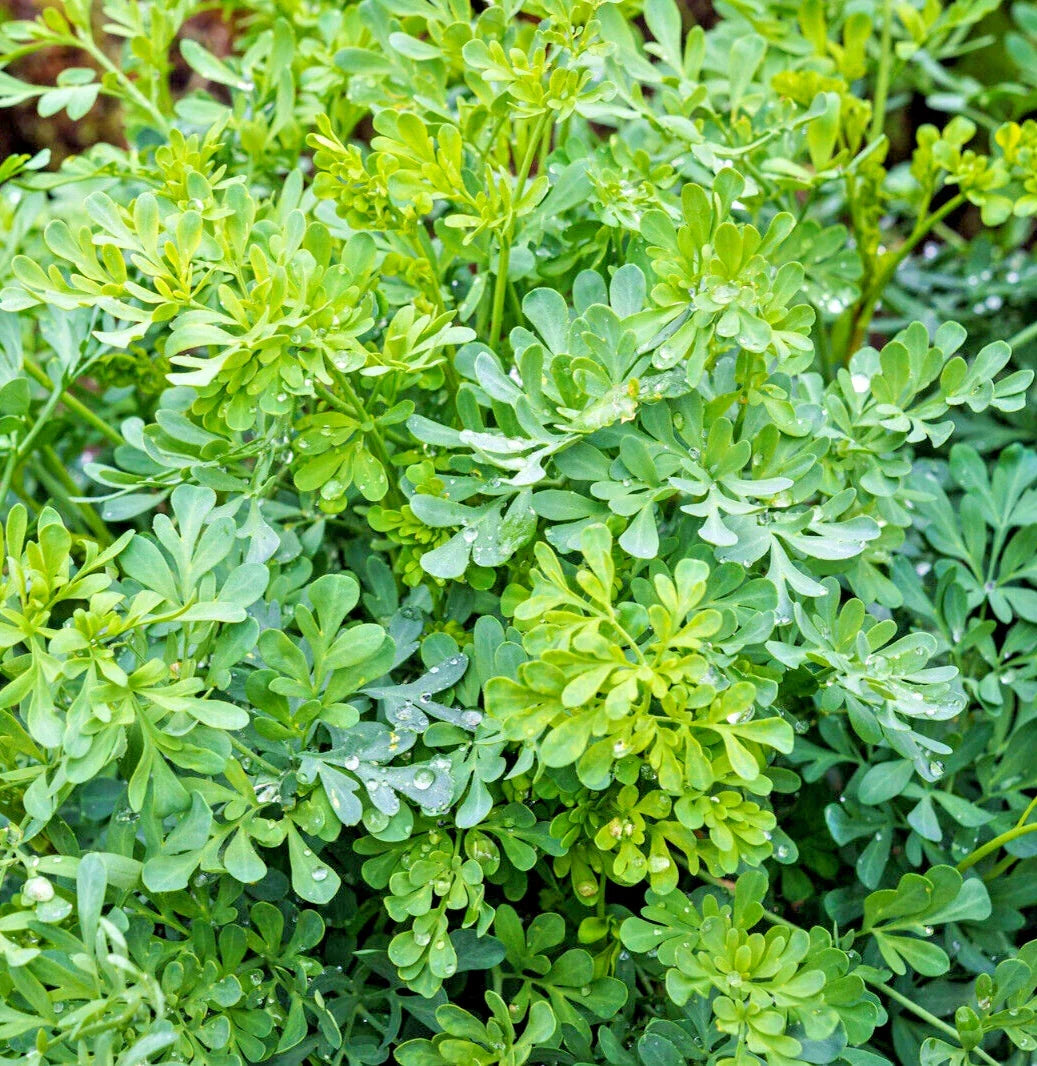 Common Rue Seeds | Medicinal Herb | Aromatic Foliage | Ruta graveolens | 100 Seeds