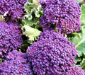 Early Purple Sprouting Broccoli Seeds – Non-GMO Heirloom Brassica oleracea, 300+ Seeds for Home Garden, Container & Small Space Growing