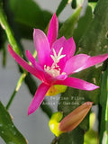 Epiphyllum Felcino Filou Unrooted Cuttings 8-10 Inches - Orchid Cactus Plant