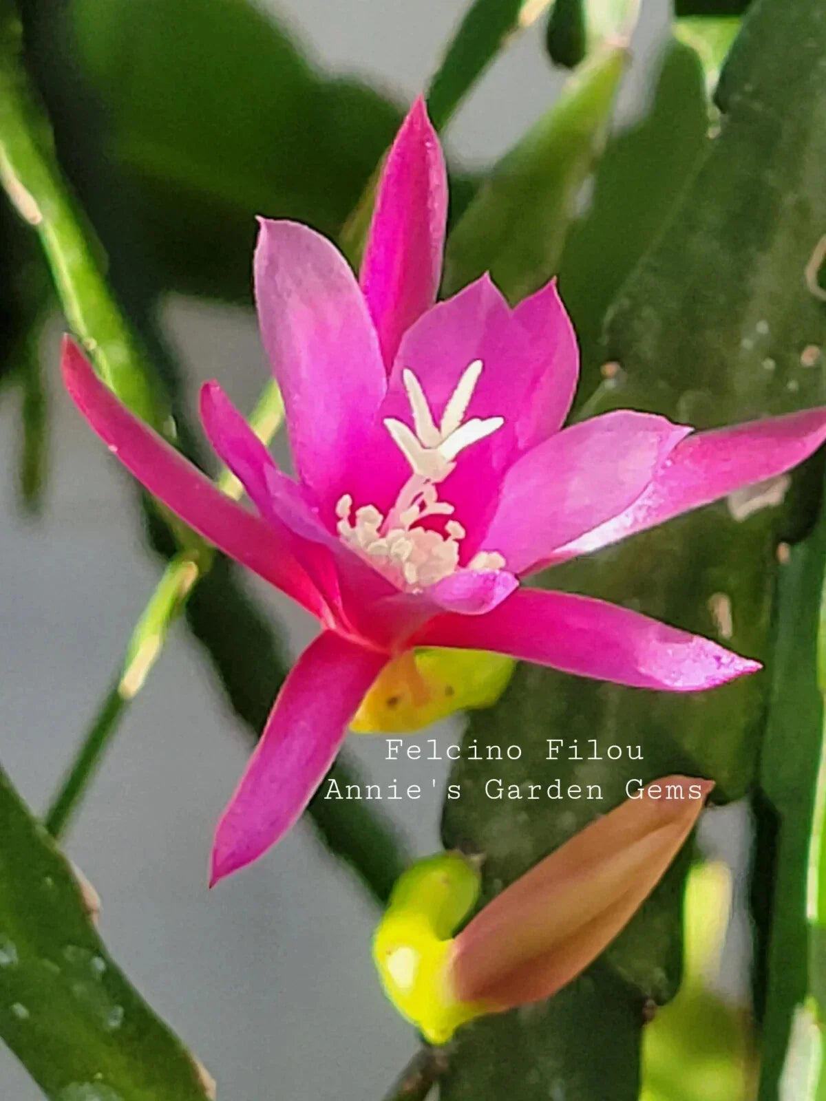 Epiphyllum Felcino Filou Unrooted Cuttings 8-10 Inches - Orchid Cactus Plant