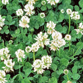White Dutch Clover Seeds | Non-GMO Heirloom Cover Crop | Trifolium repens | Organic Ground Cover & Soil Enrichment