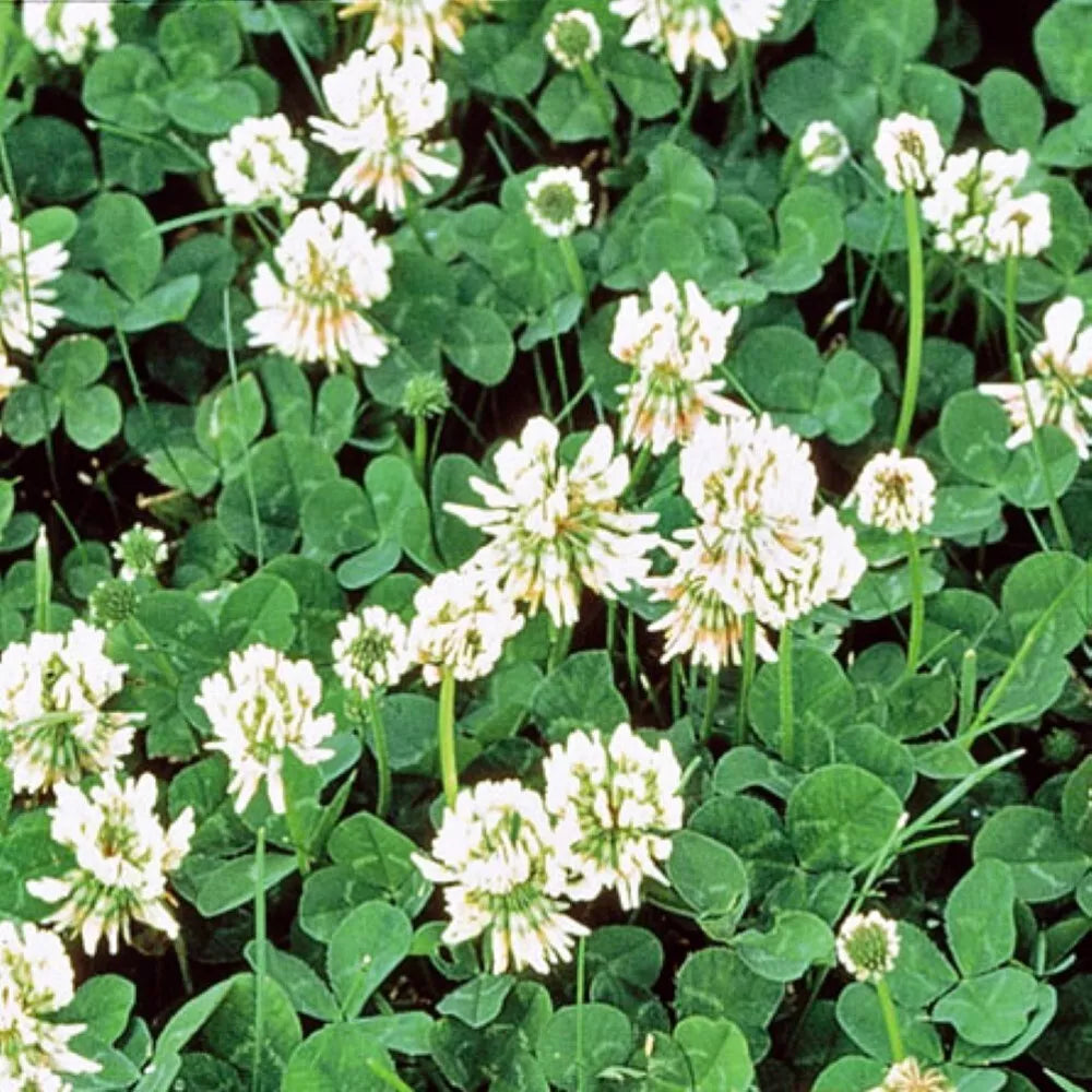 White Dutch Clover Seeds | Non-GMO Heirloom Cover Crop | Trifolium repens | Organic Ground Cover & Soil Enrichment