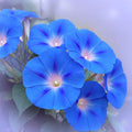 Heavenly Blue Morning Glory Seeds – Ipomoea tricolor Climbing Flower for Hummingbirds – 400 Seeds, Fast-Growing Vines, Garden Trellis Plant
