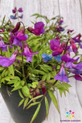 Lathyrus vernus Perennial Sweet Pea Seeds - 50+ Purple Flowering Climbing Vine, Hardy Garden Plant