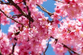 Eastern Redbud Tree Cuttings 50 Pack Cercis Canadensis Ornamental Landscaping Plants