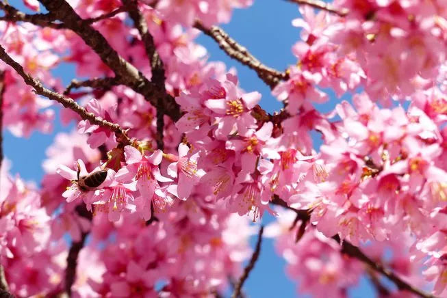 Eastern Redbud Tree Cuttings 50 Pack Cercis Canadensis Ornamental Landscaping Plants
