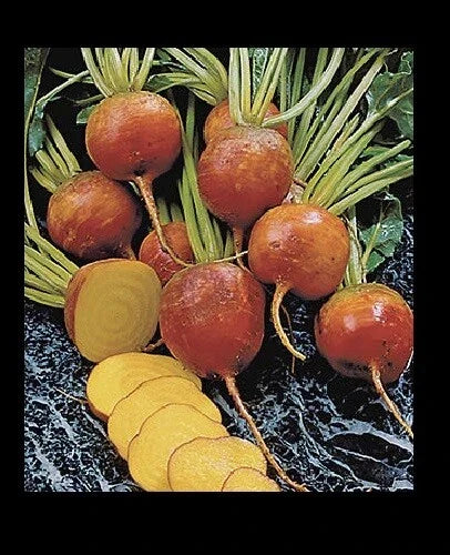 Golden Beet Seeds - Heirloom Bulk Pack - Beta vulgaris - Edible, Nutrient-Rich, Fast-Growing, Golden Color