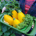 Golden Egg Zucchini Seeds - Heirloom Cucurbita pepo, 25+ Pack, Vegetable, Full Sun, Easy to Grow, Non-GMO, USA