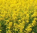 Yellow Mustard Seeds for Microgreens - Brassica juncea - Non-GMO Seed Pack of 500+