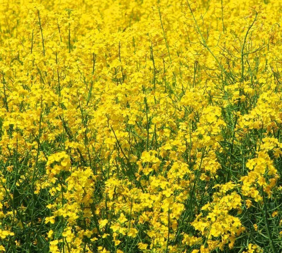 Yellow Mustard Seeds for Microgreens - Brassica juncea - Non-GMO Seed Pack of 500+