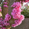 Judas Tree Seeds - Cercis siliquastrum - Mediterranean Redbud - Pack of Seeds for Ornamental Garden, Hardy & Fast Growing