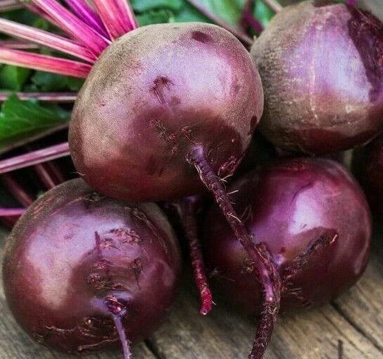 Beet Seeds 100+ Early Wonder Organic Vegetable Seeds Beta vulgaris Non-GMO Heirloom Survival Garden
