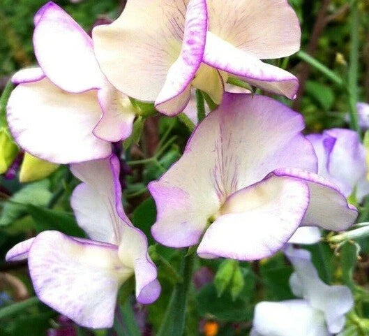 Sweet Pea Seeds - Bi-Colored Fragrant Variety - Non-GMO Lathyrus odoratus 50 Seeds for Climbing Vines & Garden Flowers
